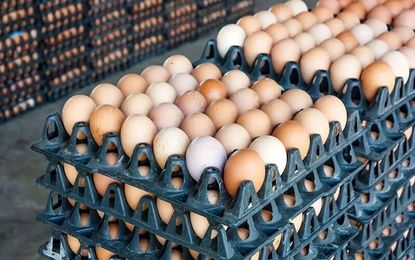 تخم‌مرغ گران شد