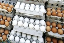تخم‌مرغ ارزان شد/ قیمت جدید تخم‌مرغ اعلام شد