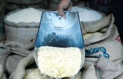 برنج ارزان شد