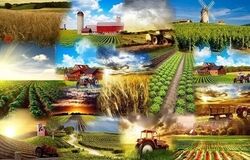 صادرات تمامی محصولات غذایی و کشاورزی ممنوع شد