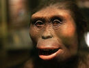 تا کنون چند نوع «انسان» بر روی زمین زندگی کرده‌اند؟
