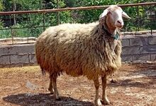 فرار گوسفند قربانی روی پشت‌بام ساختمان!/ ویدئو