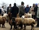 اعلام قیمت دام زنده یک روز پیش از عید قربان