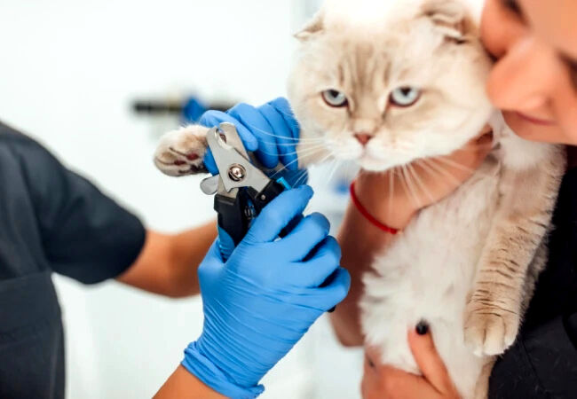 Getting-cat-nails